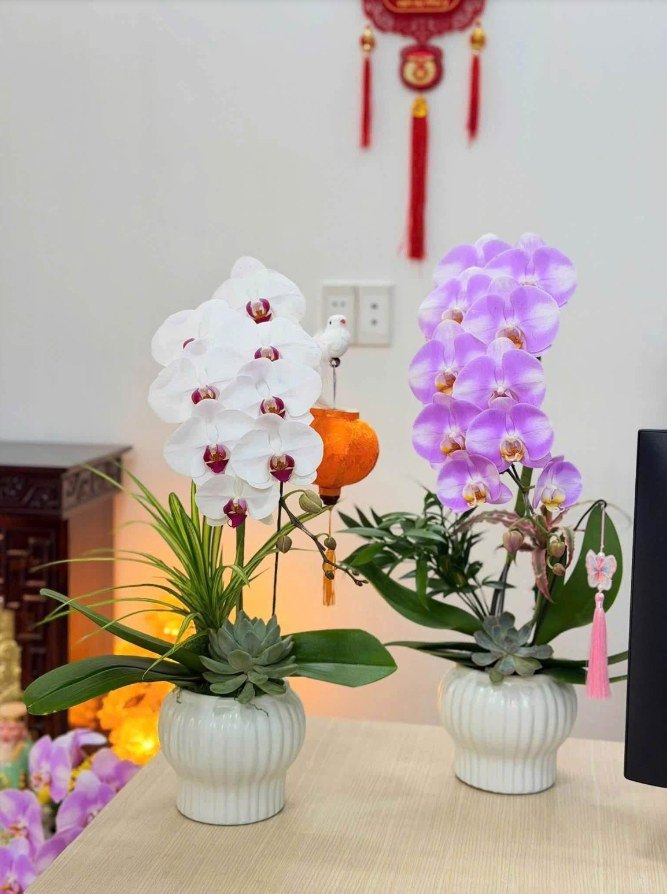 Cặp chậu lan hồ điệp trắng và tím nhạt đón Tết