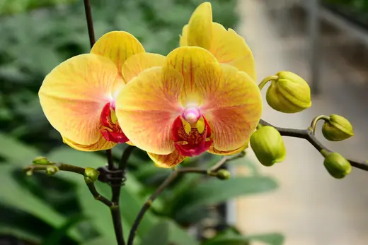Lan hồ điệp màu vàng cam và cam đào, chụp trong nhà kính vườn Nhà Thiên An (ảnh 1)