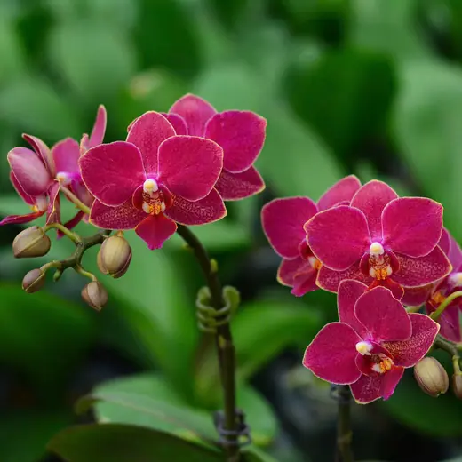 Lan hồ điệp màu đỏ tía, chụp trong nhà kính vườn Nhà Thiên An (ảnh 1)