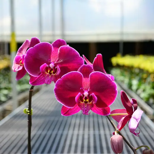 Lan hồ điệp màu đỏ tía, chụp trong nhà kính vườn Nhà Thiên An (ảnh 2)
