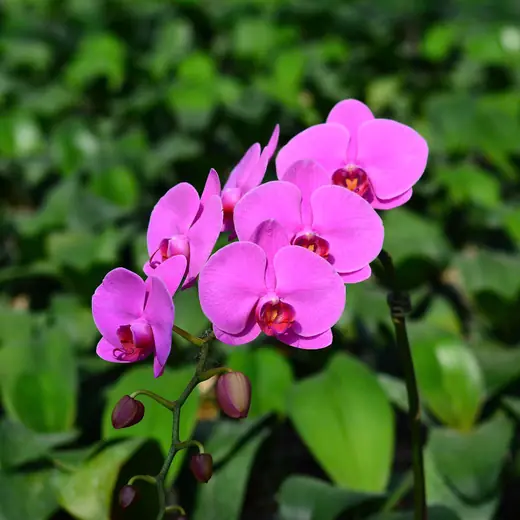 Lan hồ điệp màu hồng đậm và hoa loang, chụp trong nhà kính vườn Nhà Thiên An (ảnh 1)