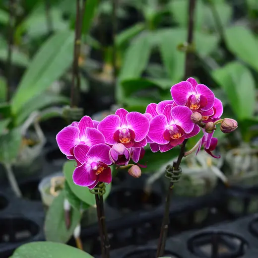 Lan hồ điệp màu hồng đậm và hoa loang, chụp trong nhà kính vườn Nhà Thiên An (ảnh 2)