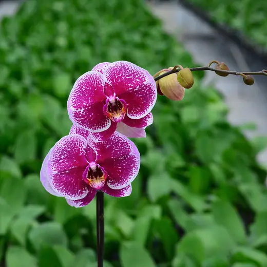Lan hồ điệp màu hồng đậm và hoa loang, chụp trong nhà kính vườn Nhà Thiên An (ảnh 6)
