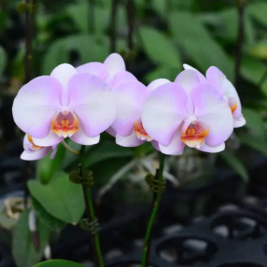 Lan hồ điệp màu tím nhạt, chụp trong nhà kính vườn Nhà Thiên An (ảnh 1)