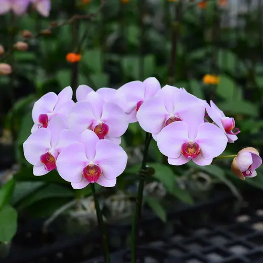 Lan hồ điệp màu tím nhạt, chụp trong nhà kính vườn Nhà Thiên An (ảnh 2)