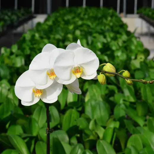 Lan hồ điệp màu trắng, chụp trong nhà kính vườn Nhà Thiên An (ảnh 1)