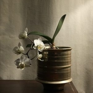Lan hồ điệp trắng chậu xám