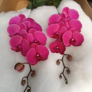 Cành lan hồ điệp hồng đậm