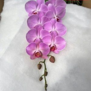 Cành lan hồ điệp MF955
