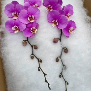 Cành lan hồ điệp tím