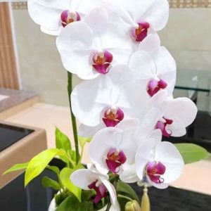 Chậu lan hồ điệp trắng nhiều hoa