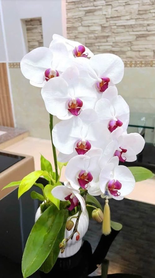 Chậu lan hồ điệp trắng nhiều hoa