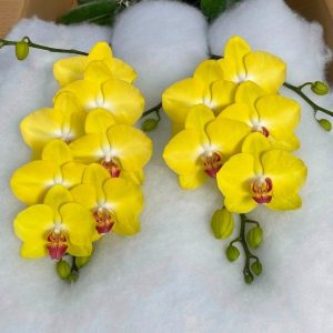 Lan cành cắt