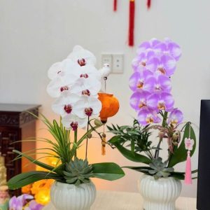 Cặp chậu lan hồ điệp trắng và tím nhạt