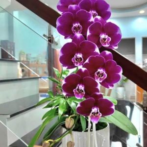 Chậu lan hồ điệp tím đậm