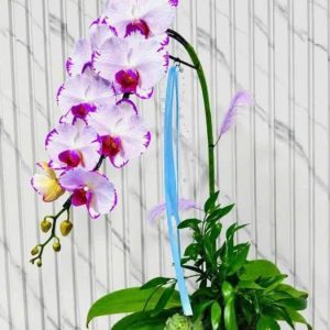Chậu lan hồ điệp tím viền trắng thiết kế