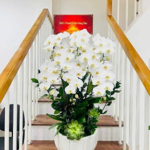 Chậu lan cao cấp, thiết kế