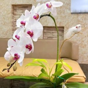 Chậu lan để bàn