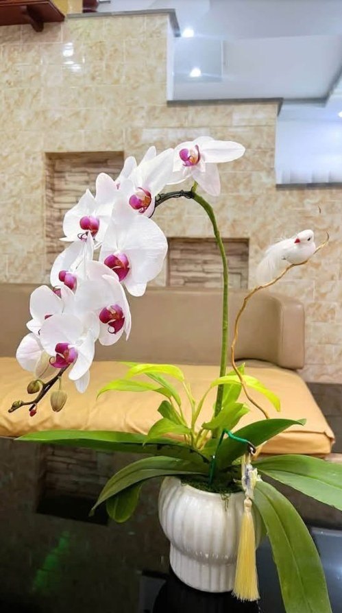 Chậu lan để bàn