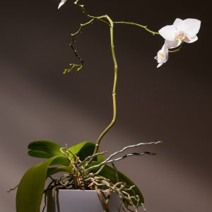 Lan hồ điệp trắng một cành
