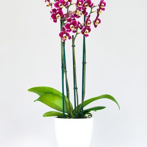 Chậu lan hồ điệp ba cành