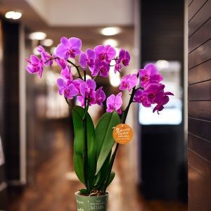 Lan hồ điệp tím trong chậu