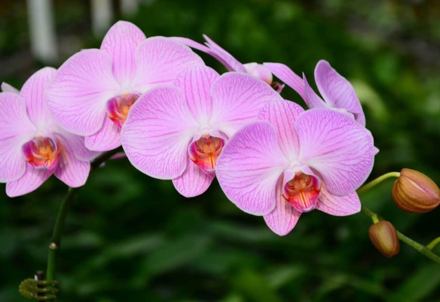 Video: lan hồ điệp tím nhạt, năng lượng cho ngày mới